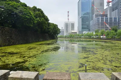 DSC_3334 (Large).JPG